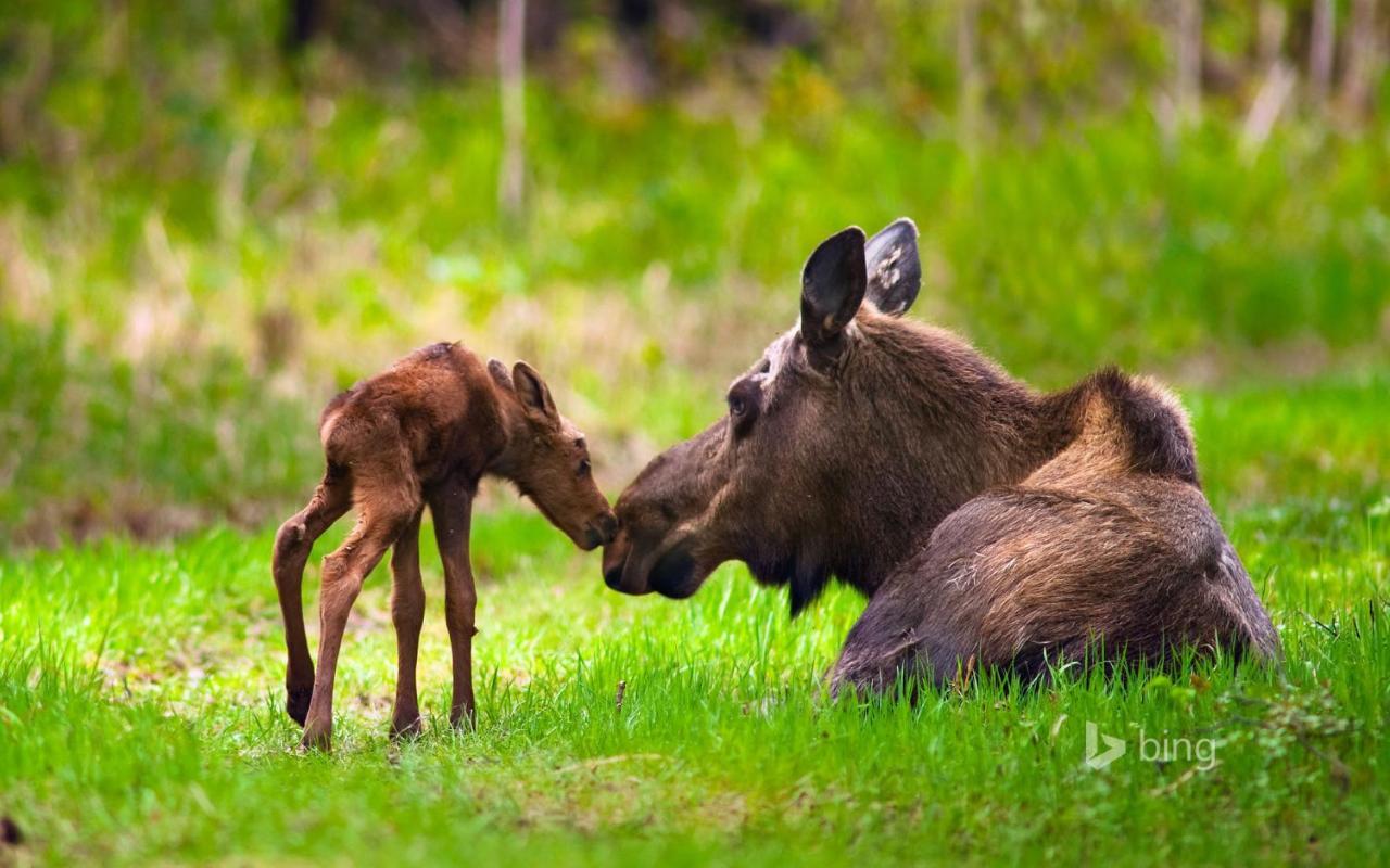 Kelli Creek Cottage - REDUCED PRICE ON TOURS Juneau Buitenkant foto