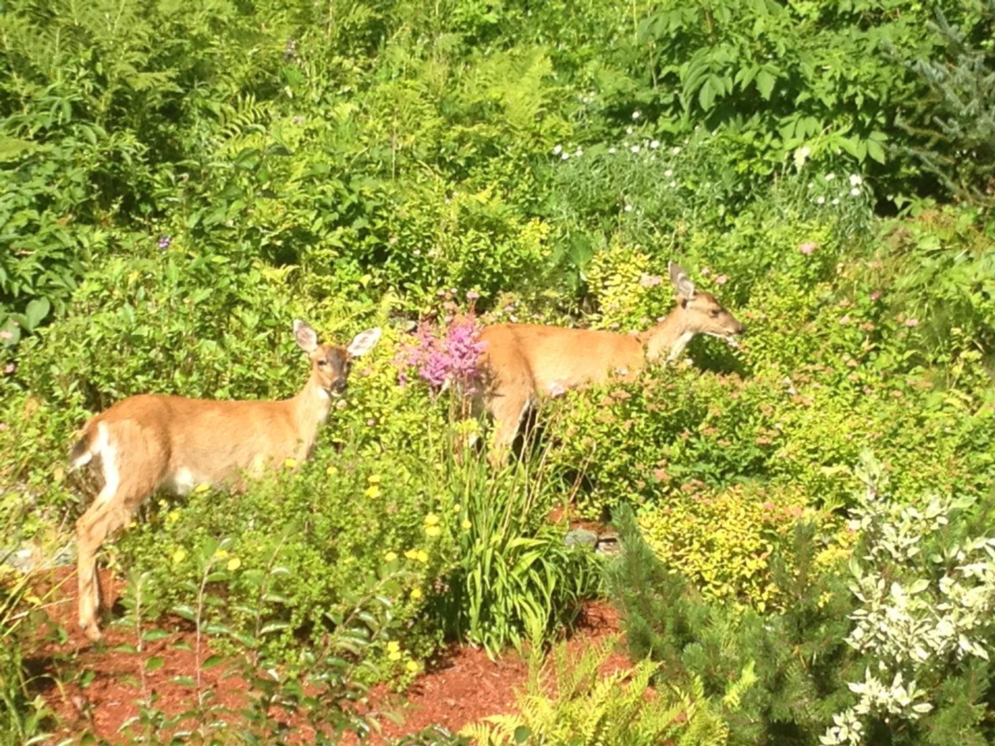 Kelli Creek Cottage - REDUCED PRICE ON TOURS Juneau Buitenkant foto